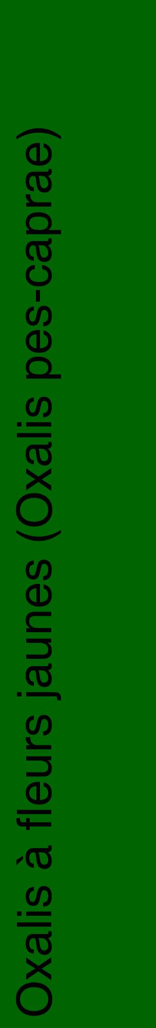 Étiquette de : Oxalis pes-caprae - format c - style noire8_basiquehel avec comestibilité