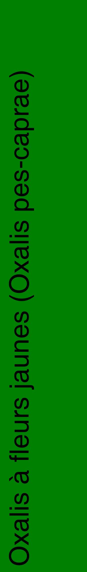 Étiquette de : Oxalis pes-caprae - format c - style noire9_basiquehel avec comestibilité