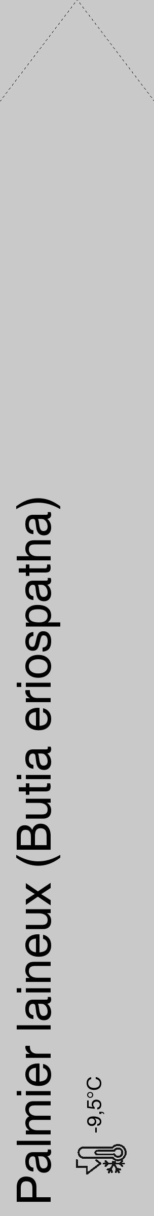 Étiquette de : Butia eriospatha - format c - style noire54_simple_simplehel avec comestibilité - position verticale