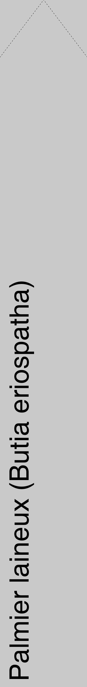 Étiquette de : Butia eriospatha - format c - style noire54_simple_simplehel avec comestibilité - position verticale