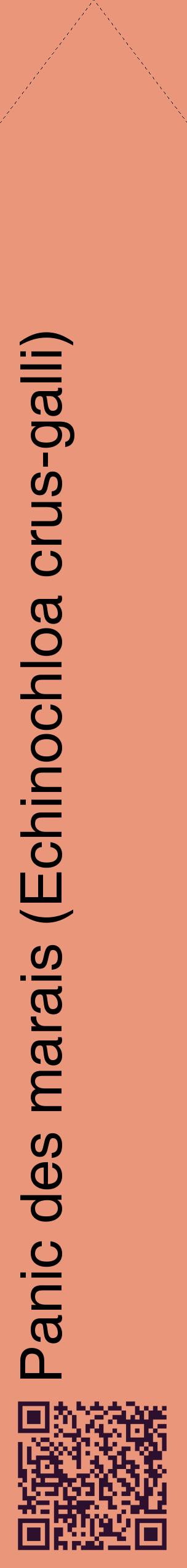 Étiquette de : Echinochloa crus-galli - format c - style noire37_simplehel avec qrcode et comestibilité