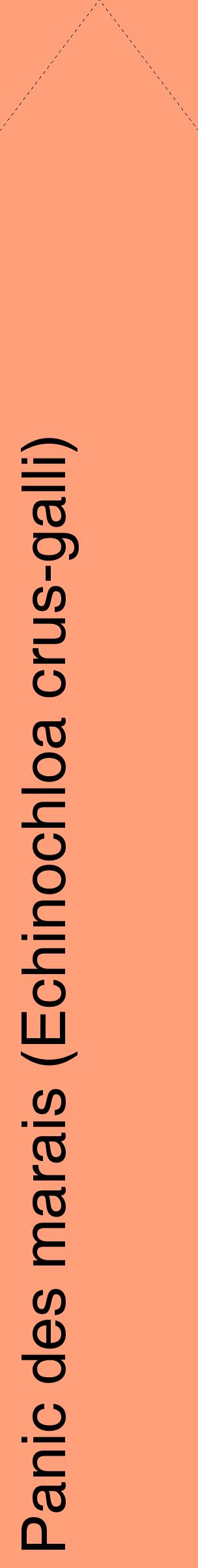 Étiquette de : Echinochloa crus-galli - format c - style noire39_simplehel avec comestibilité