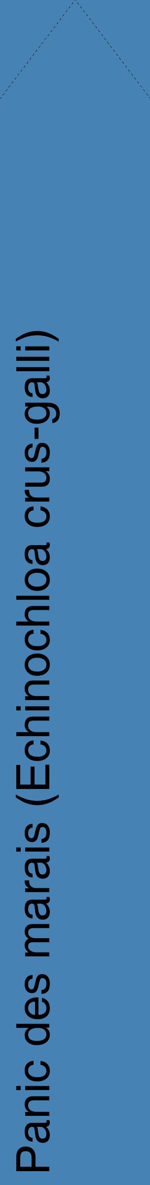 Étiquette de : Echinochloa crus-galli - format c - style noire5_simplehel avec comestibilité