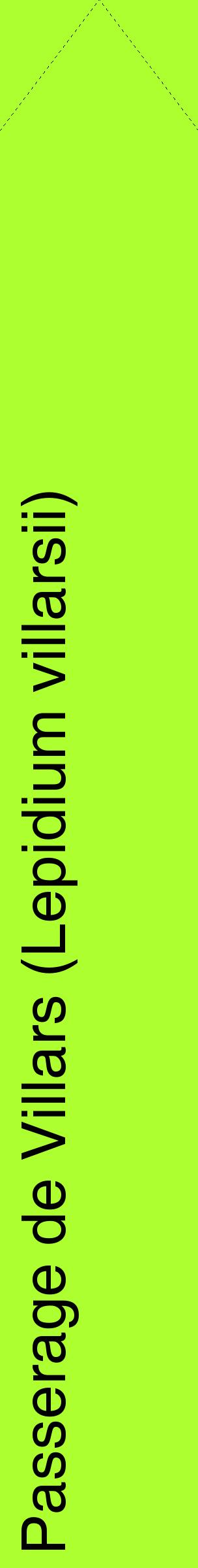Étiquette de : Lepidium villarsii - format c - style noire17_simplehel avec comestibilité