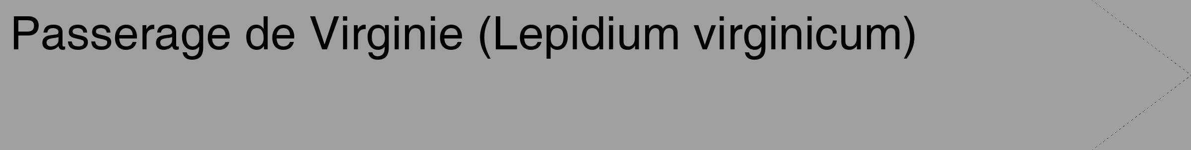 Étiquette de : Lepidium virginicum - format c - style noire24_simple_simplehel avec comestibilité
