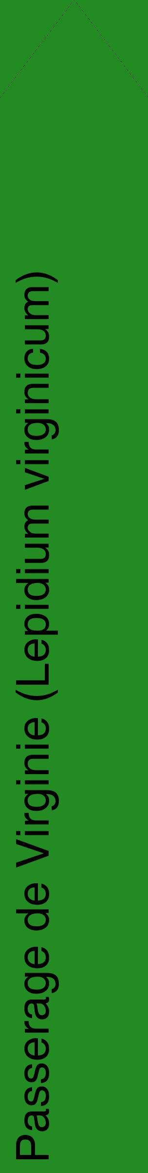 Étiquette de : Lepidium virginicum - format c - style noire10_simplehel avec comestibilité
