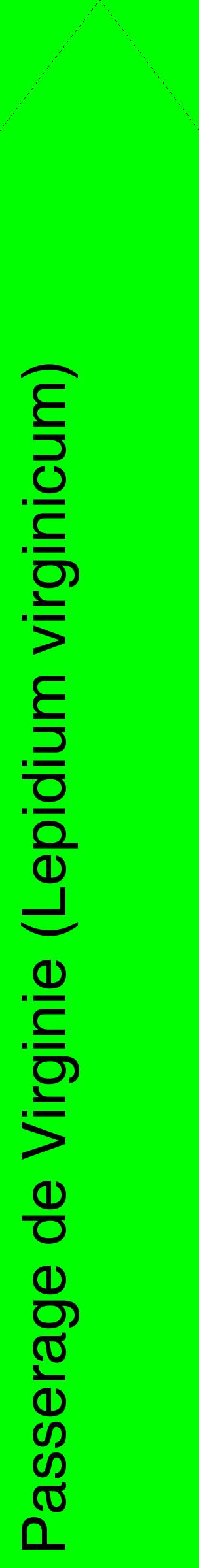 Étiquette de : Lepidium virginicum - format c - style noire16_simplehel avec comestibilité