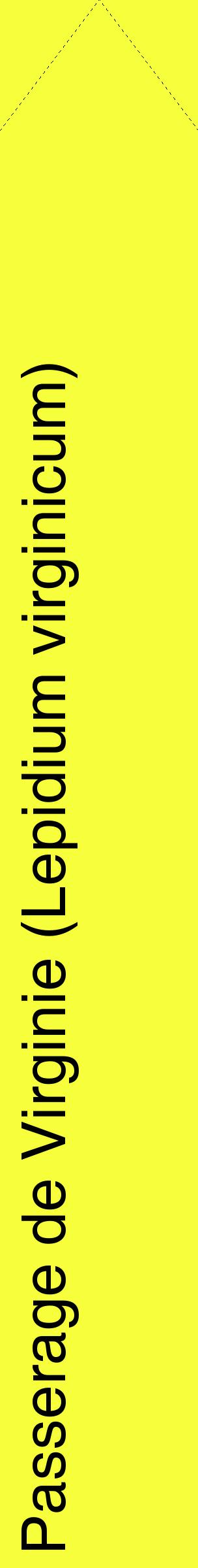 Étiquette de : Lepidium virginicum - format c - style noire18_simplehel avec comestibilité