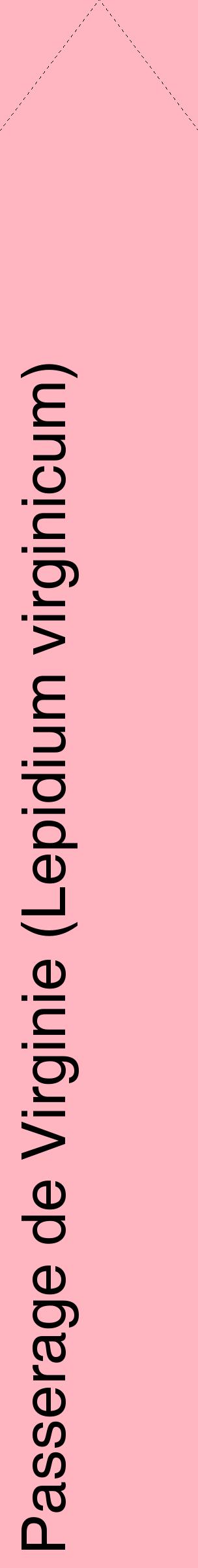 Étiquette de : Lepidium virginicum - format c - style noire41_simplehel avec comestibilité