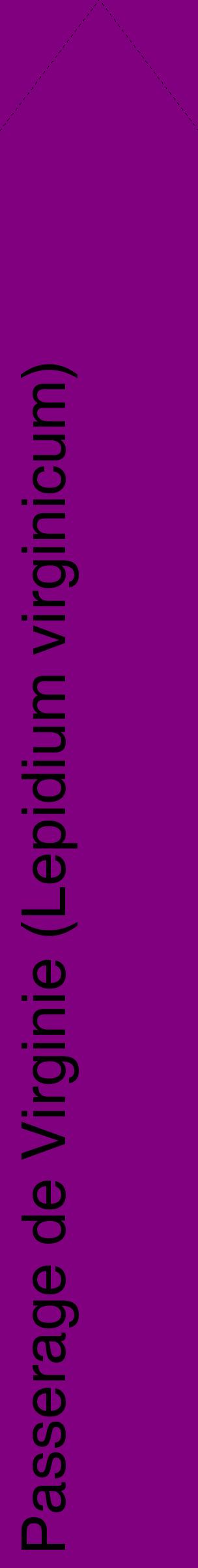 Étiquette de : Lepidium virginicum - format c - style noire46_simplehel avec comestibilité