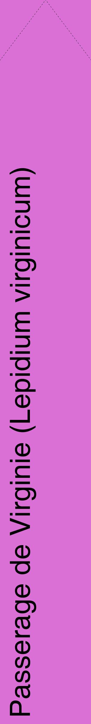 Étiquette de : Lepidium virginicum - format c - style noire52_simplehel avec comestibilité