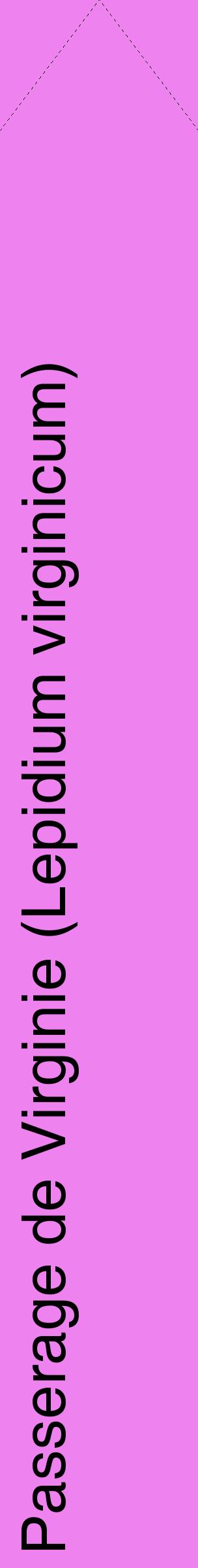 Étiquette de : Lepidium virginicum - format c - style noire53_simplehel avec comestibilité