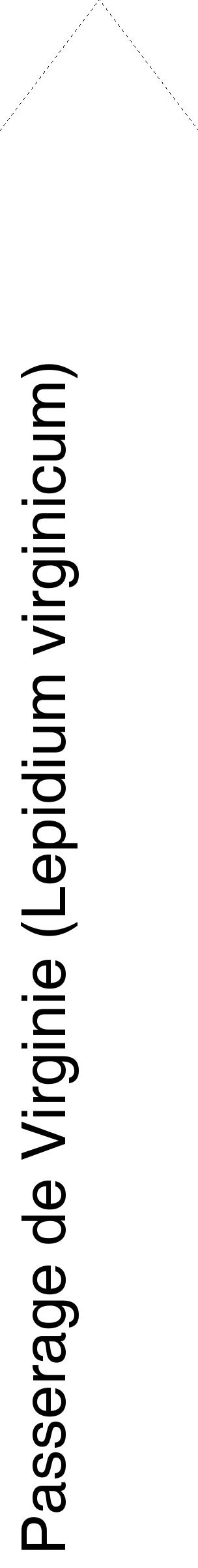 Étiquette de : Lepidium virginicum - format c - style noire60_simplehel avec comestibilité