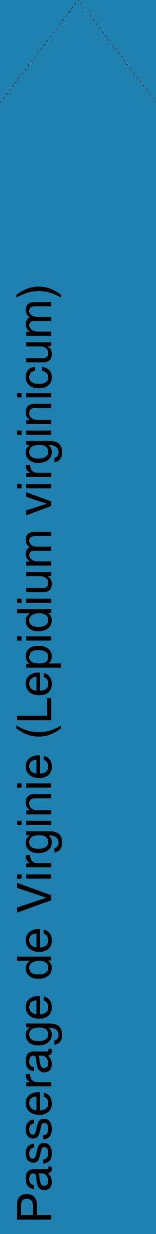 Étiquette de : Lepidium virginicum - format c - style noire6_simplehel avec comestibilité
