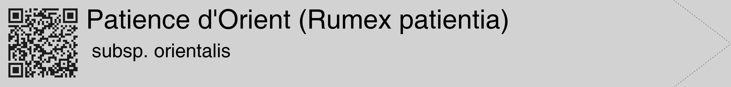 Étiquette de : Rumex patientia subsp. orientalis - format c - style noire14_simple_simplehel avec qrcode et comestibilité