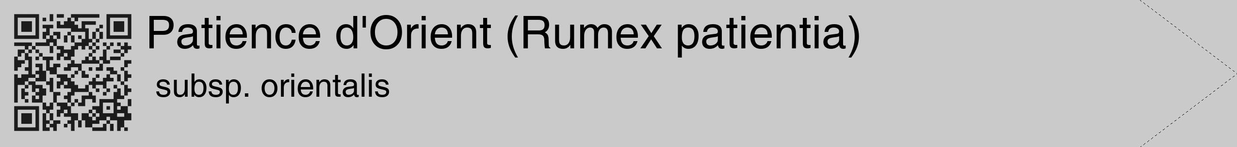 Étiquette de : Rumex patientia subsp. orientalis - format c - style noire21_simple_simplehel avec qrcode et comestibilité