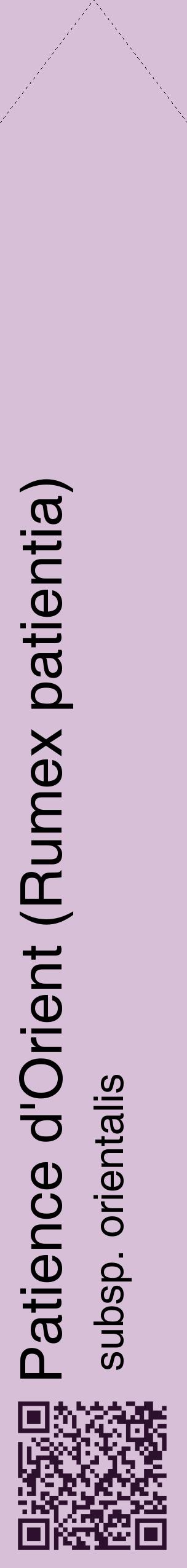 Étiquette de : Rumex patientia subsp. orientalis - format c - style noire54_simplehel avec qrcode et comestibilité