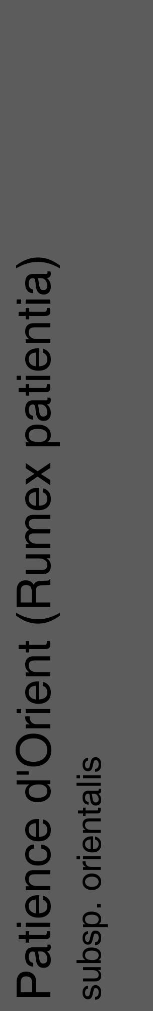 Étiquette de : Rumex patientia subsp. orientalis - format c - style noire49_basique_basiquehel avec comestibilité - position verticale