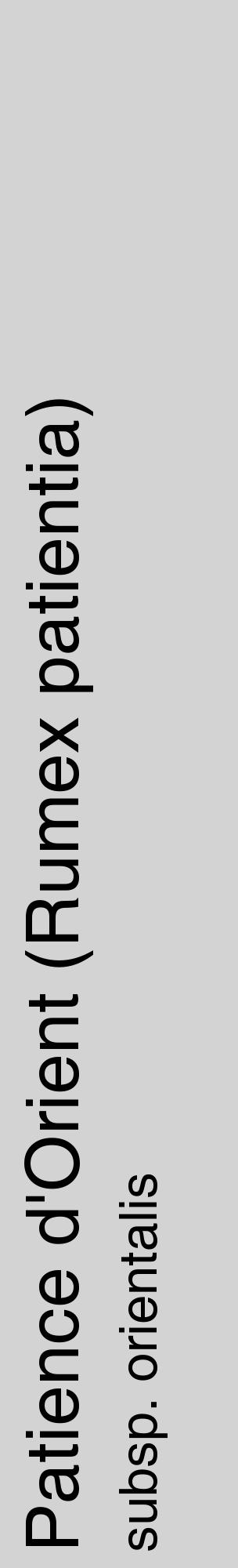 Étiquette de : Rumex patientia subsp. orientalis - format c - style noire56_basiquehel avec comestibilité