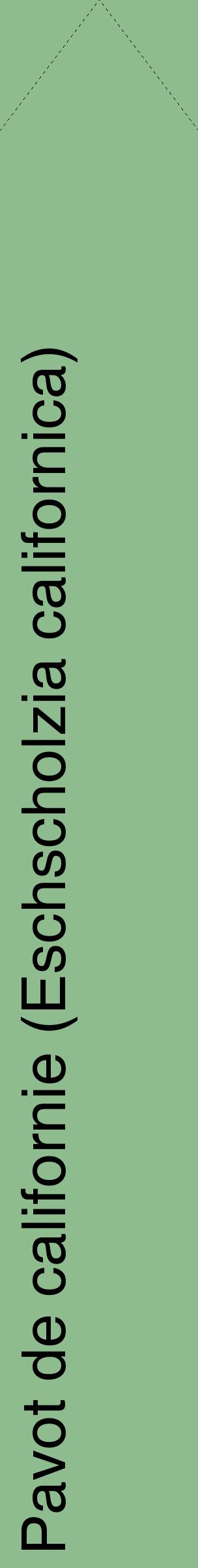 Étiquette de : Eschscholzia californica - format c - style noire13_simplehel avec comestibilité