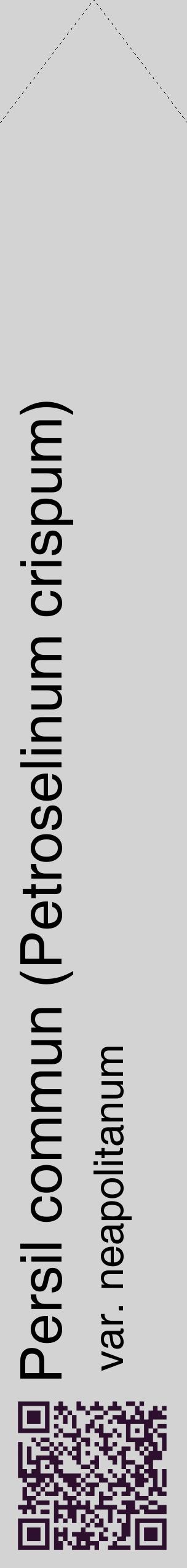 Étiquette de : Petroselinum crispum var. neapolitanum - format c - style noire56_simplehel avec qrcode et comestibilité