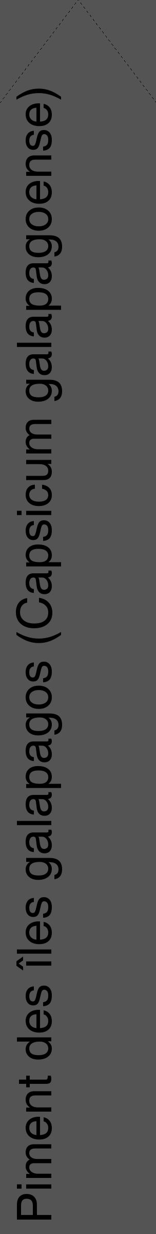 Étiquette de : Capsicum galapagoense - format c - style noire30_simple_simplehel avec comestibilité - position verticale