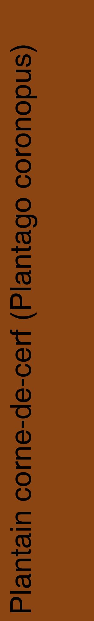 Étiquette de : Plantago coronopus - format c - style noire30_basiquehel avec comestibilité