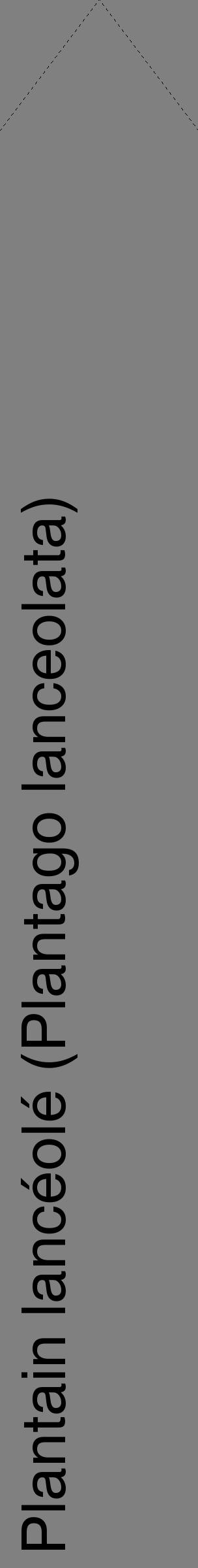 Étiquette de : Plantago lanceolata - format c - style noire57_simplehel avec comestibilité
