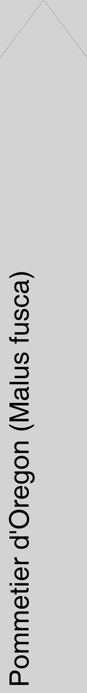 Étiquette de : Malus fusca - format c - style noire56_simple_simplehel avec comestibilité - position verticale