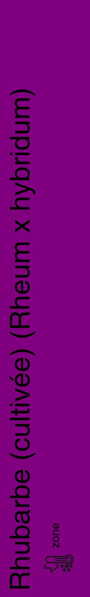 Étiquette de : Rheum x hybridum - format c - style noire46_basique_basiquehel avec comestibilité - position verticale