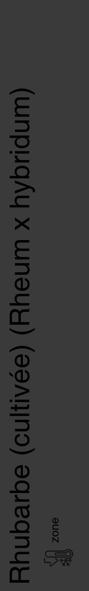 Étiquette de : Rheum x hybridum - format c - style noire8_basique_basiquehel avec comestibilité - position verticale