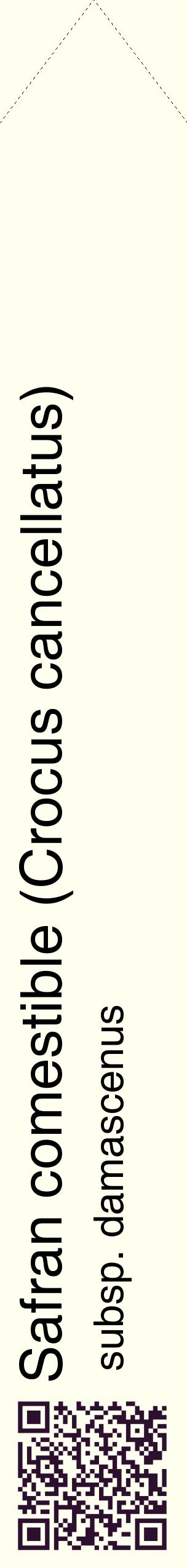 Étiquette de : Crocus cancellatus subsp. damascenus - format c - style noire19_simplehel avec qrcode et comestibilité
