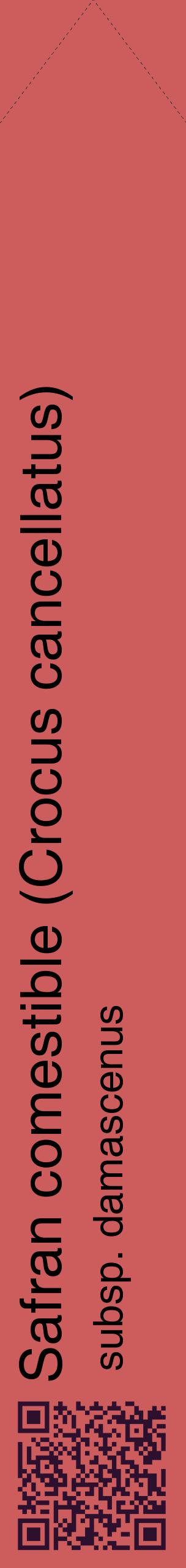 Étiquette de : Crocus cancellatus subsp. damascenus - format c - style noire35_simplehel avec qrcode et comestibilité