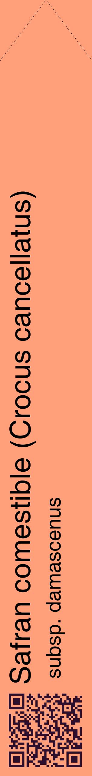 Étiquette de : Crocus cancellatus subsp. damascenus - format c - style noire39_simplehel avec qrcode et comestibilité