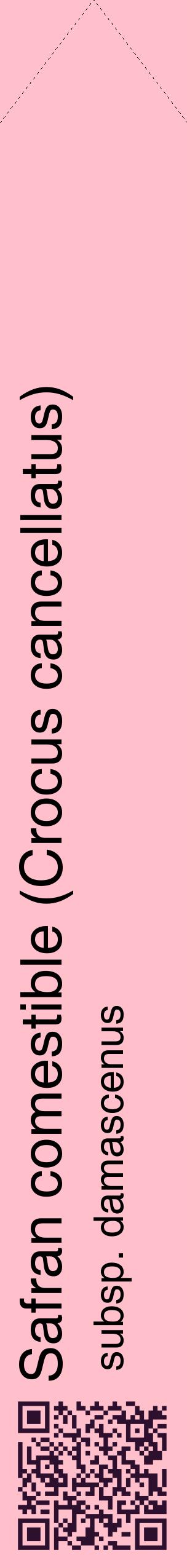 Étiquette de : Crocus cancellatus subsp. damascenus - format c - style noire40_simplehel avec qrcode et comestibilité