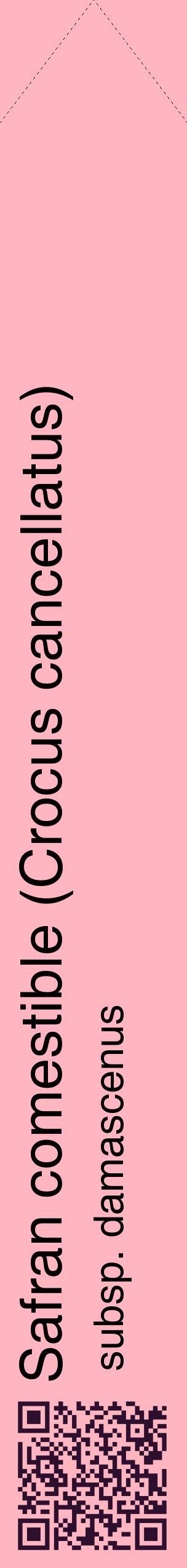 Étiquette de : Crocus cancellatus subsp. damascenus - format c - style noire41_simplehel avec qrcode et comestibilité