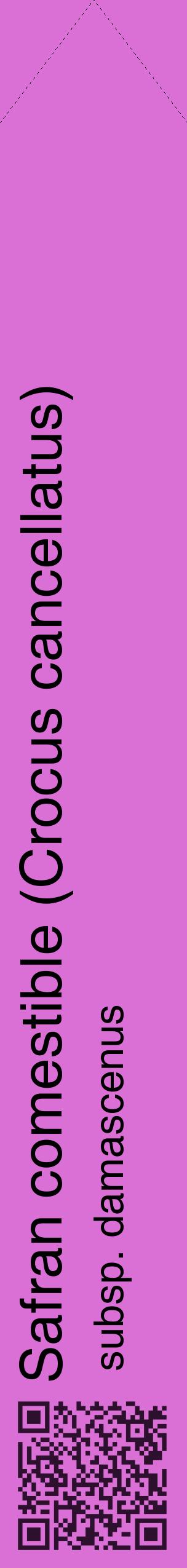 Étiquette de : Crocus cancellatus subsp. damascenus - format c - style noire52_simplehel avec qrcode et comestibilité