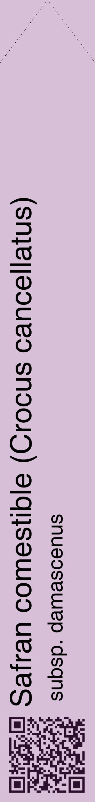 Étiquette de : Crocus cancellatus subsp. damascenus - format c - style noire54_simplehel avec qrcode et comestibilité