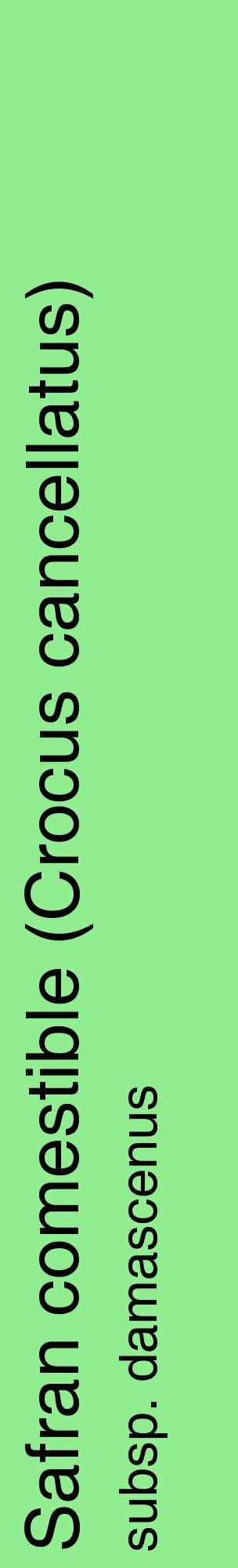 Étiquette de : Crocus cancellatus subsp. damascenus - format c - style noire15_basiquehel avec comestibilité