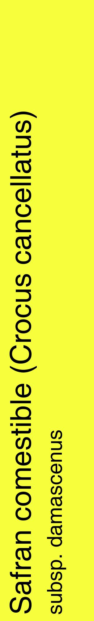 Étiquette de : Crocus cancellatus subsp. damascenus - format c - style noire18_basiquehel avec comestibilité