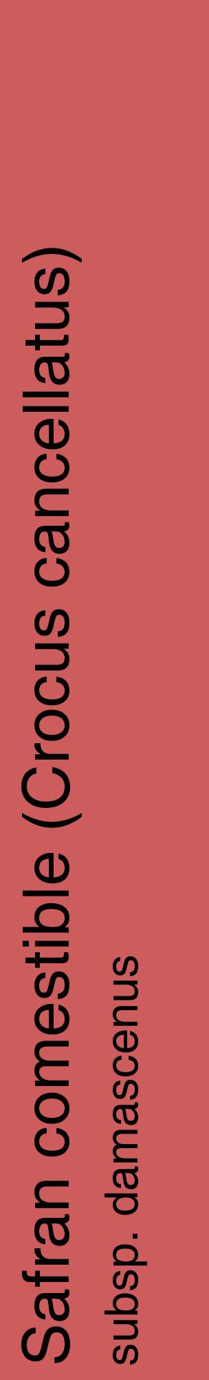 Étiquette de : Crocus cancellatus subsp. damascenus - format c - style noire35_basiquehel avec comestibilité