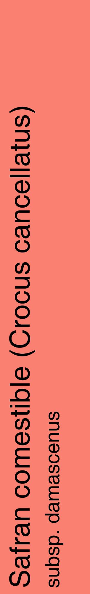 Étiquette de : Crocus cancellatus subsp. damascenus - format c - style noire38_basiquehel avec comestibilité