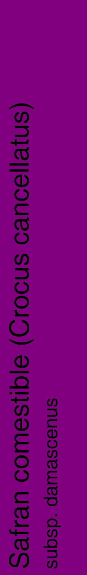Étiquette de : Crocus cancellatus subsp. damascenus - format c - style noire46_basiquehel avec comestibilité