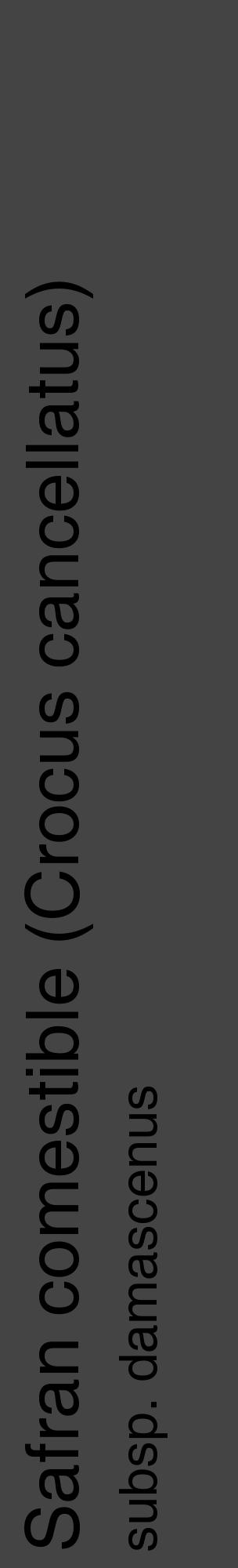 Étiquette de : Crocus cancellatus subsp. damascenus - format c - style noire48_basique_basiquehel avec comestibilité - position verticale