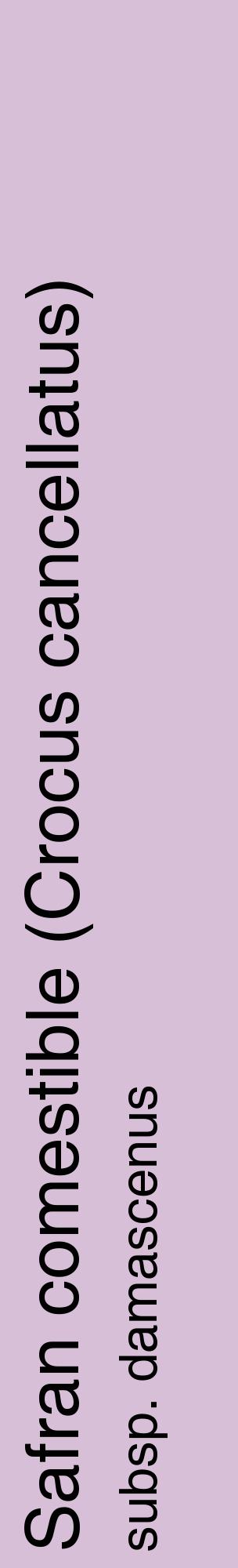 Étiquette de : Crocus cancellatus subsp. damascenus - format c - style noire54_basiquehel avec comestibilité