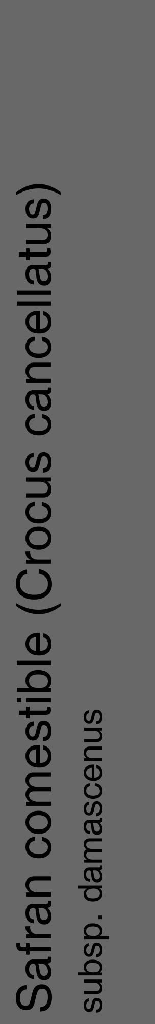 Étiquette de : Crocus cancellatus subsp. damascenus - format c - style noire6_basique_basiquehel avec comestibilité - position verticale