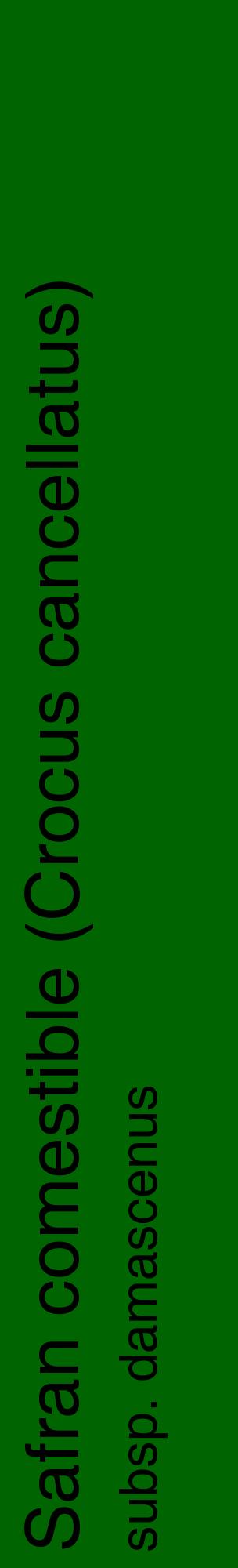 Étiquette de : Crocus cancellatus subsp. damascenus - format c - style noire8_basiquehel avec comestibilité