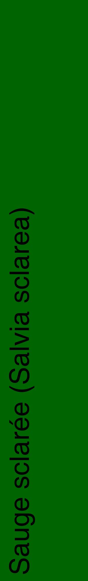 Étiquette de : Salvia sclarea - format c - style noire8_basiquehel avec comestibilité