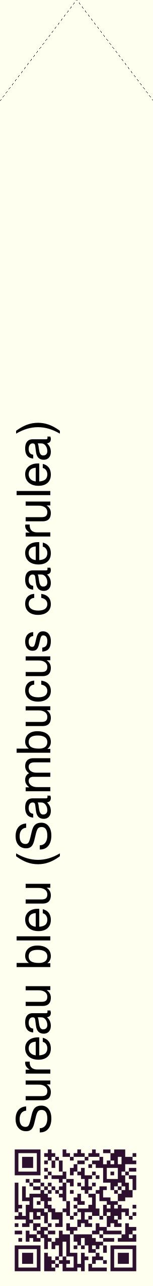 Étiquette de : Sambucus caerulea - format c - style noire19_simplehel avec qrcode et comestibilité