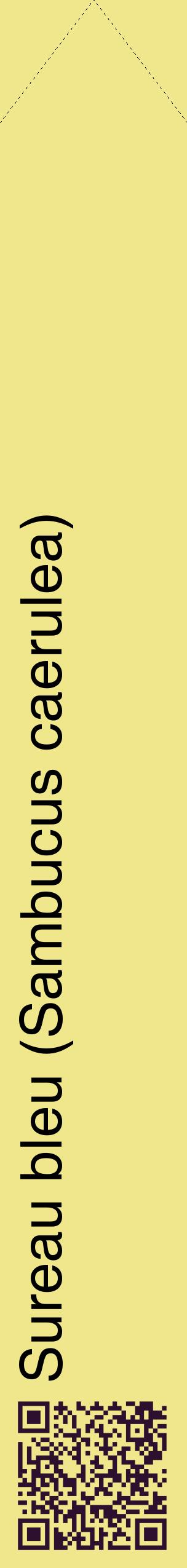 Étiquette de : Sambucus caerulea - format c - style noire20_simplehel avec qrcode et comestibilité